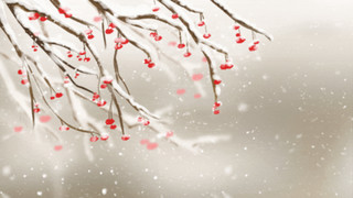 卡通雪花元素冬天冬季下雪梅花树枝飘落梅花背景
